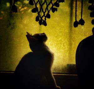 Close-up of silhouette cat sitting against window