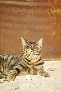 Portrait of kitten sitting outdoors