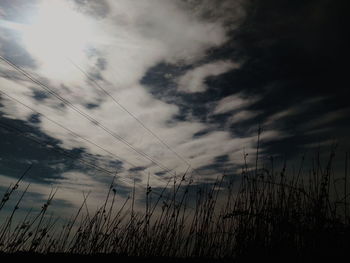 Low angle view of silhouette plants against the sky