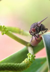 Close-up of insect on flower