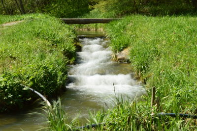 Water flowing in grass