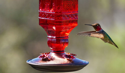 Close-up of red bird flying