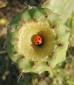 Close-up of ladybug on plant