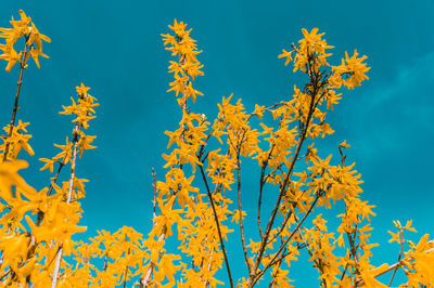 Low angle view of autumnal trees against blue sky