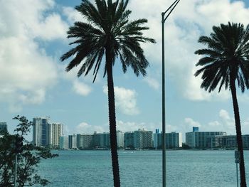 Palm trees by sea against sky