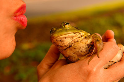 Close-up of hand holding leaf