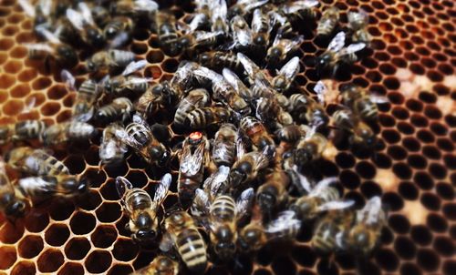 Bees on honeycomb