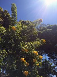 Low angle view of tree against sky on sunny day