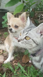 Close-up portrait of cat