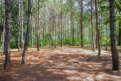 Trees in forest