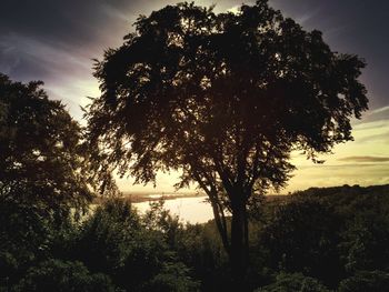 Trees growing by river