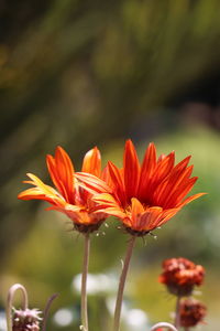 Close-up of red flowers blooming against sky