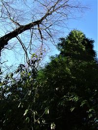 Low angle view of trees against clear blue sky