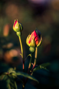 Close-up of flowering plant