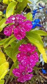 Close-up of purple flowers blooming outdoors