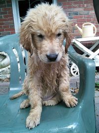 Close-up of dog relaxing outdoors