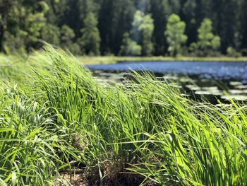 Close-up of grass growing on field