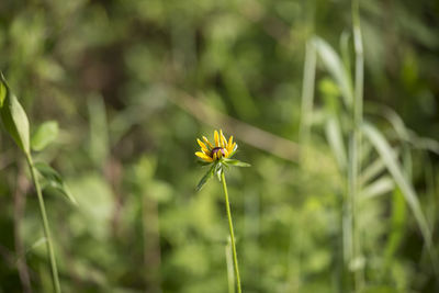 Single sunflower in a field of flowers and weeds