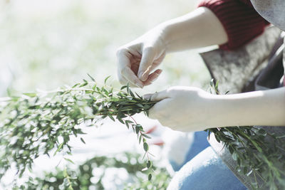 Close-up of hands holding plant