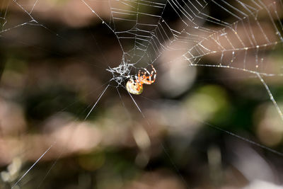 Spider web with a colorful orbweaver spider in nature.