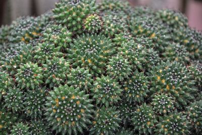 Close-up of succulent plant