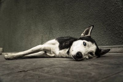 Portrait of dog lying down