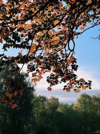 Low angle view of trees against sky during autumn