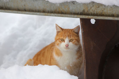 Close-up portrait of a cat