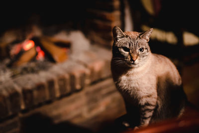 Close-up portrait of a cat