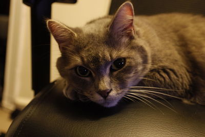 Close-up portrait of cat at home