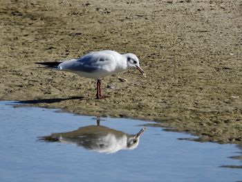 Seagull perching on wather