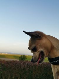 Dog looking away on field