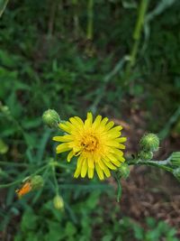 Close-up of yellow flower blooming in field