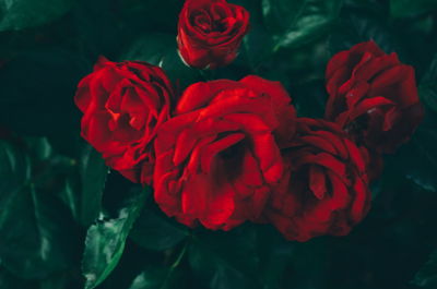 Close-up of red flowers blooming outdoors