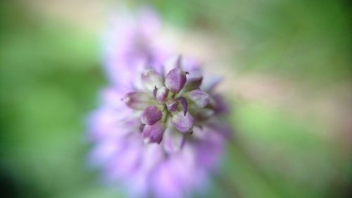 Close-up of purple flowers blooming