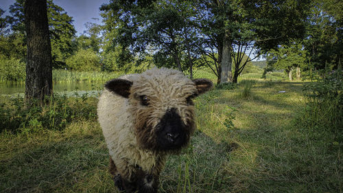 Portrait of sheep on field