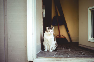 Tabby female cat sitting in an entryway to a house looking outside 