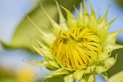 Macro photography of sunflower bud.