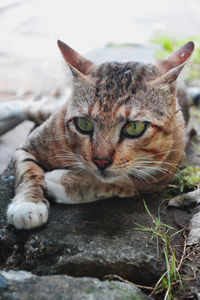 Close-up portrait of a stray cat resting