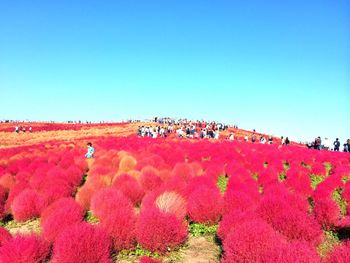 Pink flowers against clear blue sky