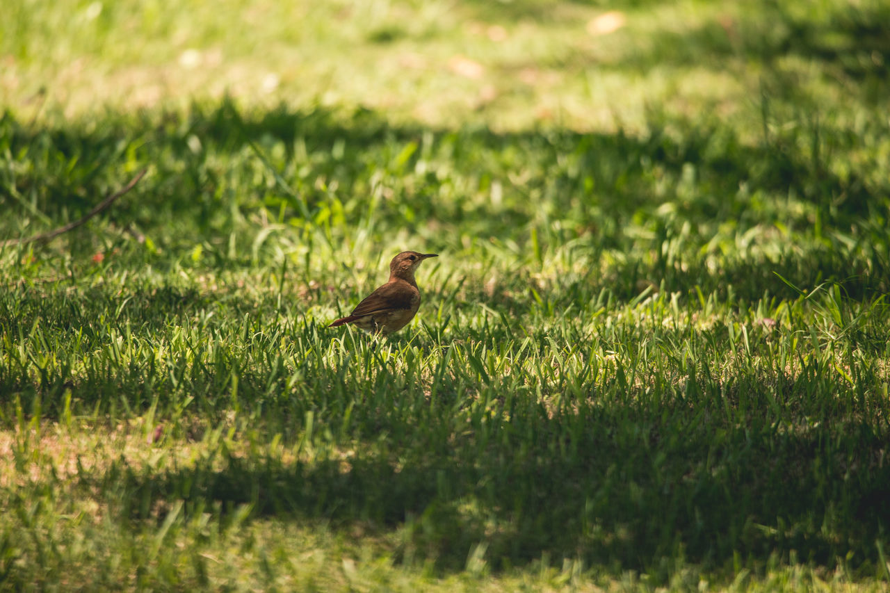 BIRD PERCHING ON A GRASS