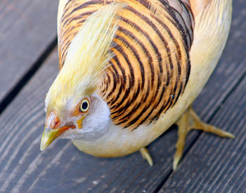 Close-up of a bird