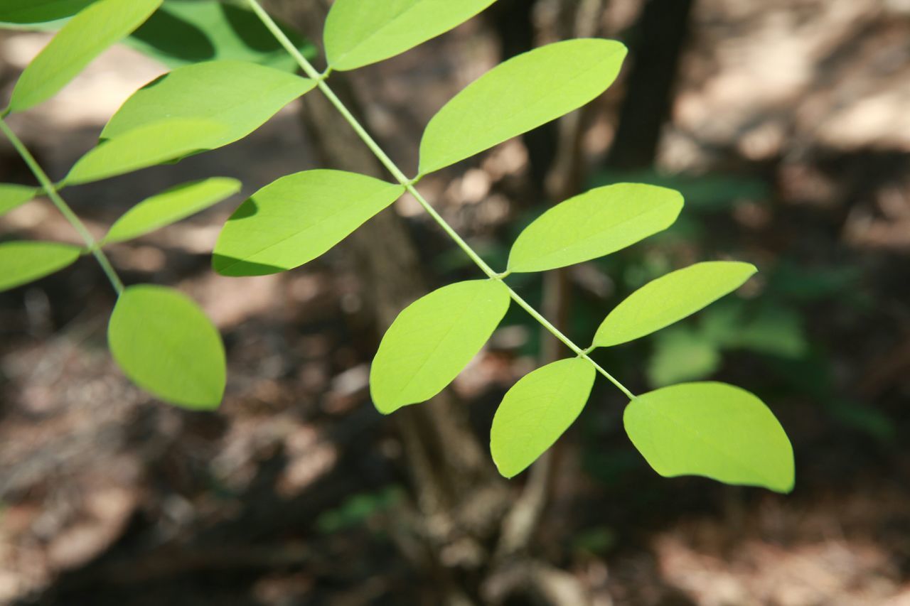 leaf, growth, green color, focus on foreground, close-up, plant, nature, selective focus, tree, leaves, sunlight, day, outdoors, tranquility, beauty in nature, no people, green, growing, branch, forest