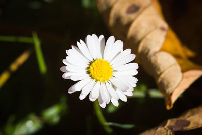 Close-up of white daisy flower