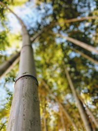 Low angle view of bamboo tree