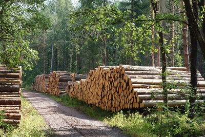 Stack of logs in forest