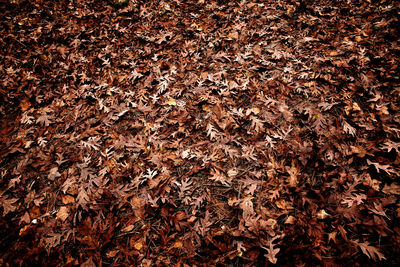 Full frame shot of autumn leaves
