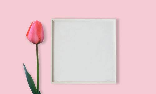 Close-up of pink tulip against white background