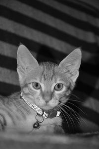 Close-up portrait of a cat