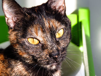 Close-up portrait of a cat